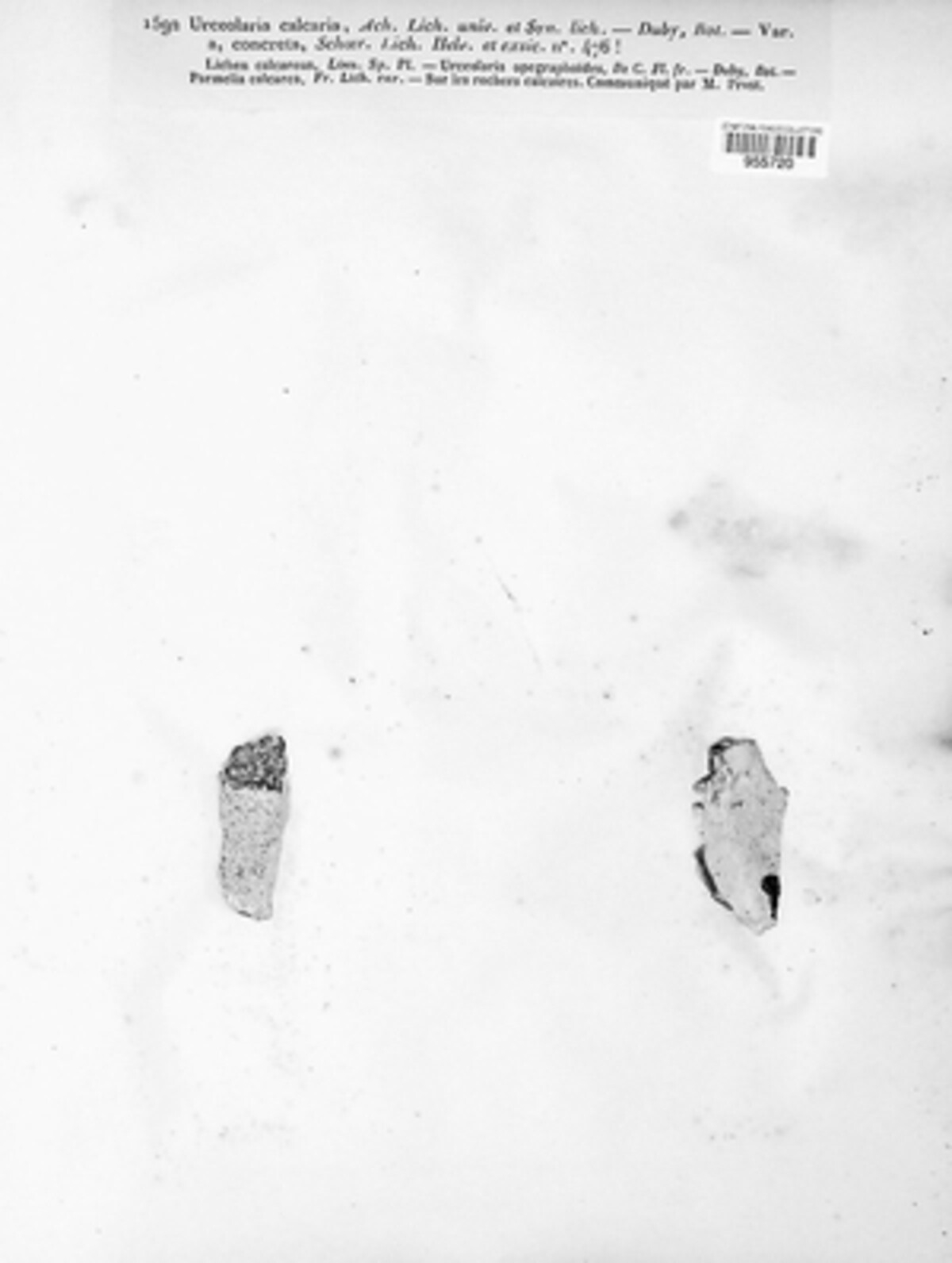 Circinaria calcarea image